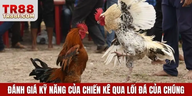 Đánh giá kỹ năng của chiến kê qua lối đá của chúng