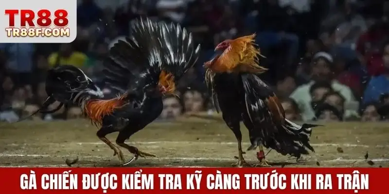 Gà chiến được kiểm tra kỹ càng trước khi ra trận