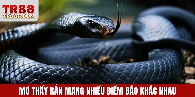 Mơ thấy rắn mang nhiều điềm báo khác nhau cho mọi người